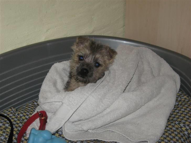 Cairn terrier Bailey billede 6