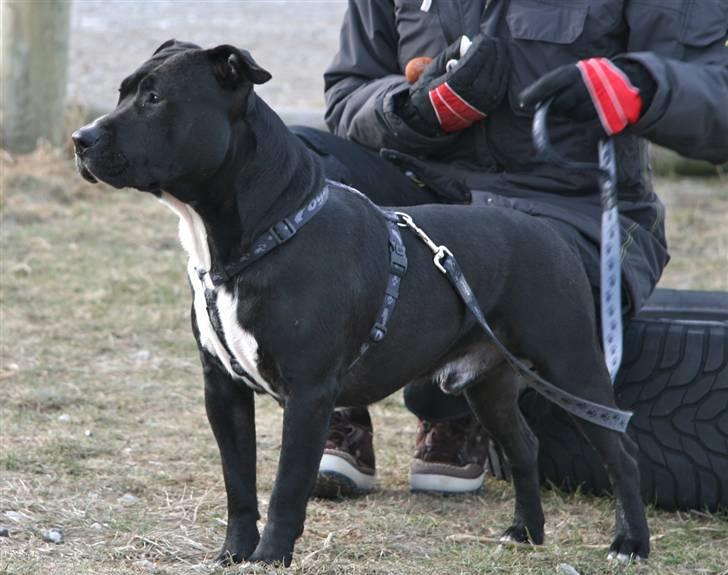 Staffordshire bull terrier Tjalfe - Tjalfe 1,5 mdr, knap 30 kg og super dejlig. den kærligste og mest omgængelige vovse billede 19