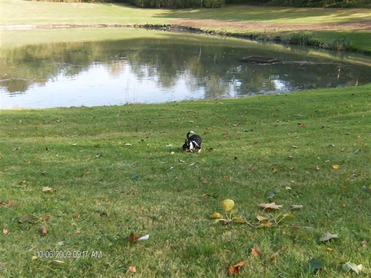 Chihuahua      *A'diva* billede 19