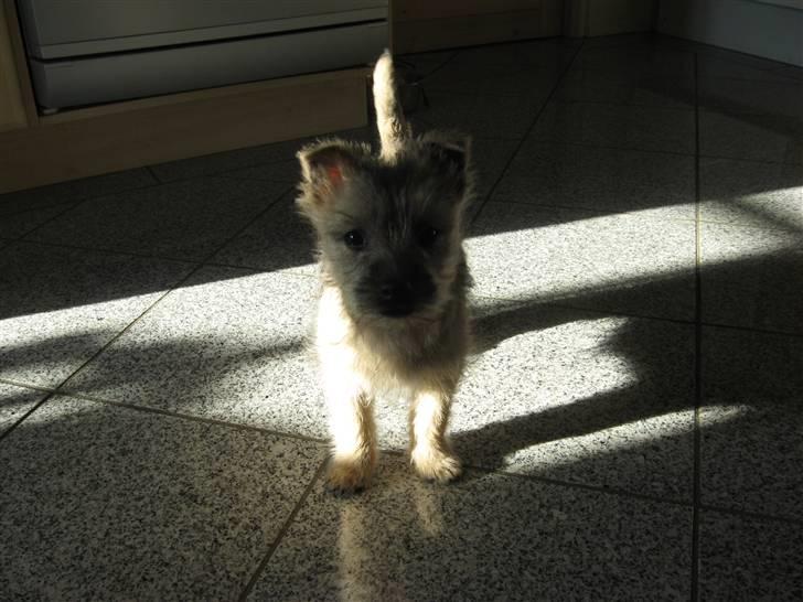 Cairn terrier Bailey billede 8