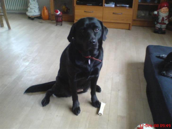 Labrador retriever maja billede 13