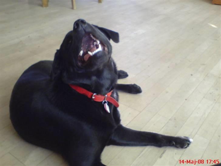 Labrador retriever maja billede 14