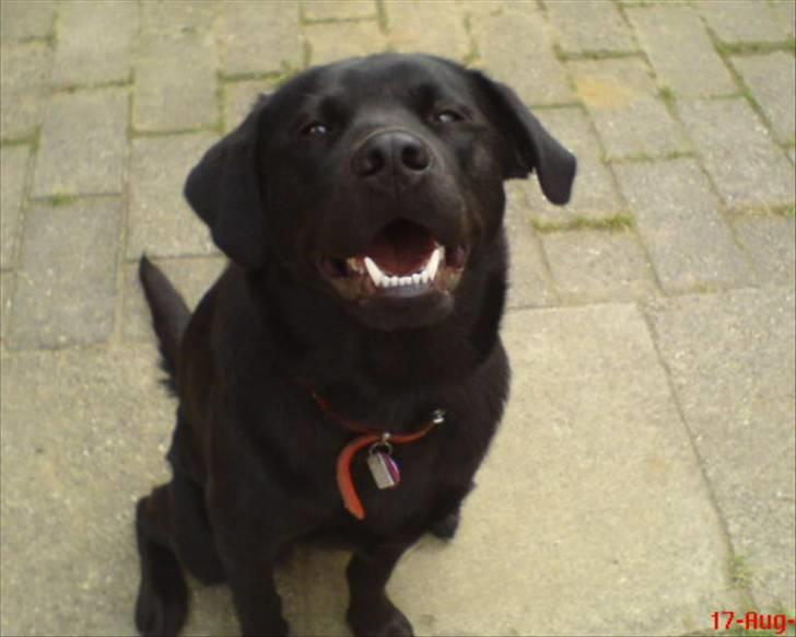 Labrador retriever maja billede 15