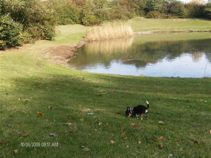 Chihuahua      *A'diva* billede 20