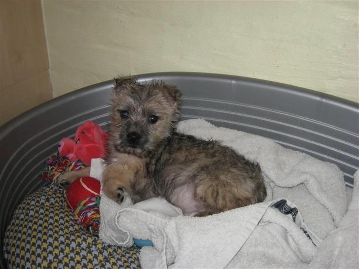 Cairn terrier Bailey billede 9