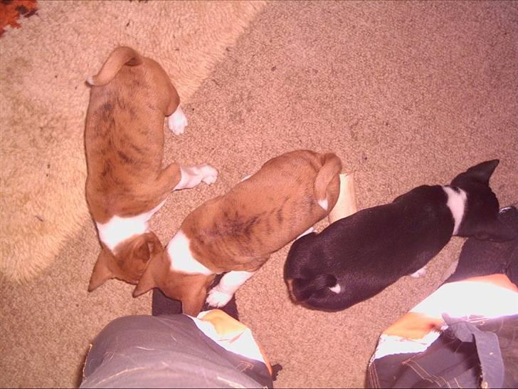 Basenji Coffie  - 3 ud af  4  af  mine  sønner  billede 8