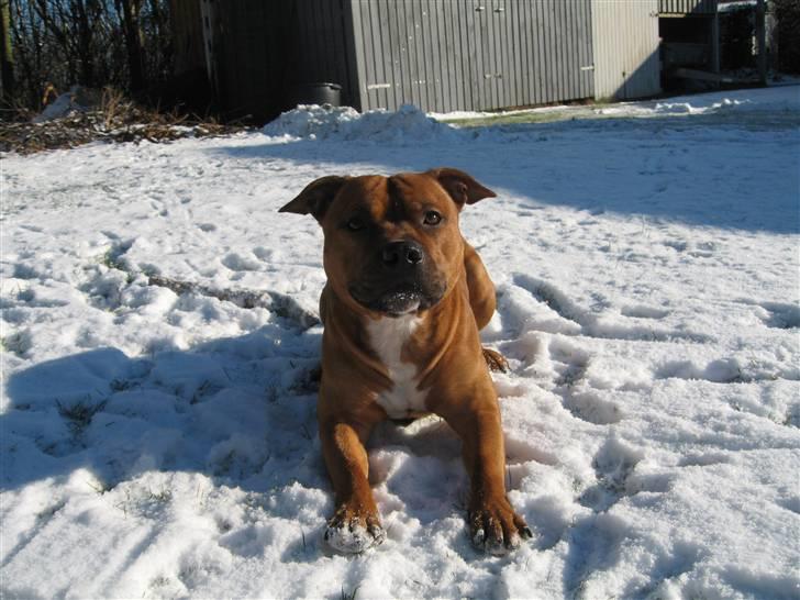 Staffordshire bull terrier *Miko aka Diego* billede 17