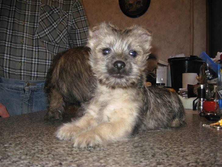 Cairn terrier Bailey billede 10