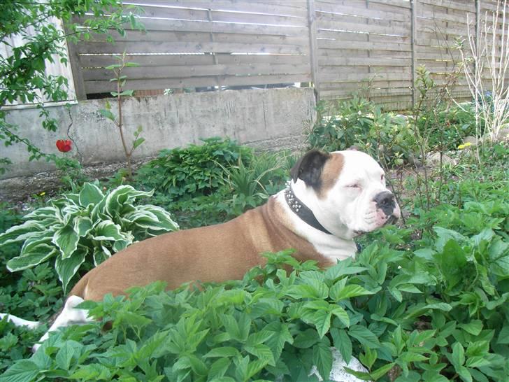 Amerikansk bulldog Tyson - bliver dejligt at ligge i bedet til sommer billede 8