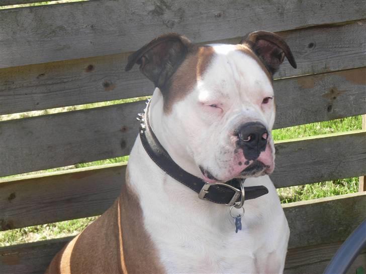 Amerikansk bulldog Tyson - for jeg elsker at solbade billede 9