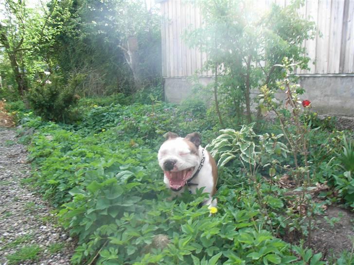 Amerikansk bulldog Tyson - Her kommer jeg billede 10