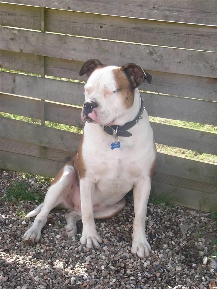 Amerikansk bulldog Tyson - Nu er jeg ved at falde i søøøøvn billede 11