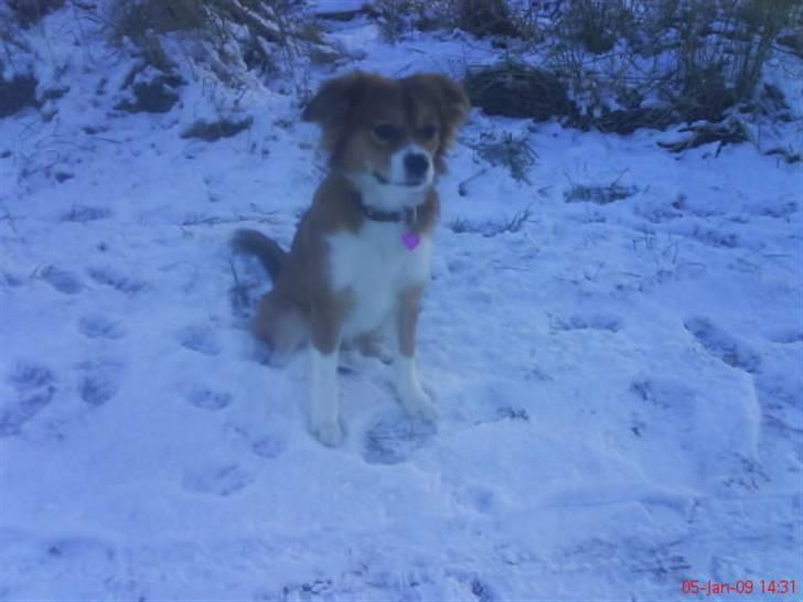 Blanding af racer Malou billede 13