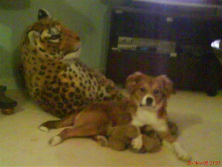 Blanding af racer Malou billede 14