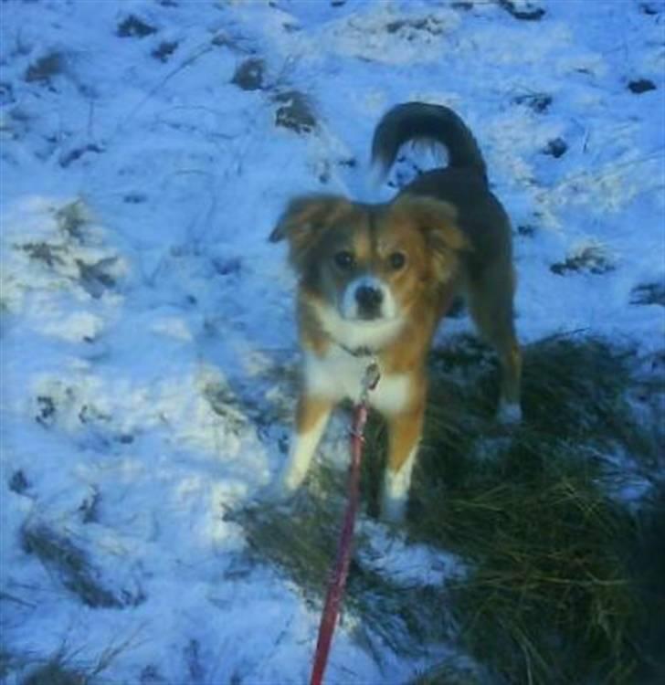 Blanding af racer Malou billede 15