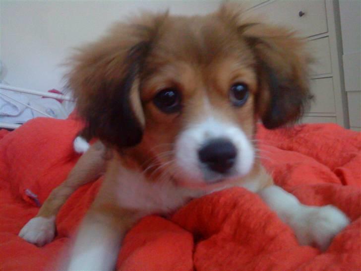 Blanding af racer Malou billede 16