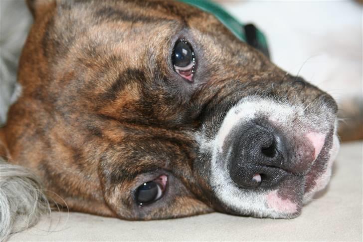 Olde english bulldogge Sally  - jeg vokser godt nu  billede 8