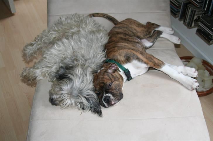 Olde english bulldogge Sally  - mickey og mig får et power nap billede 9