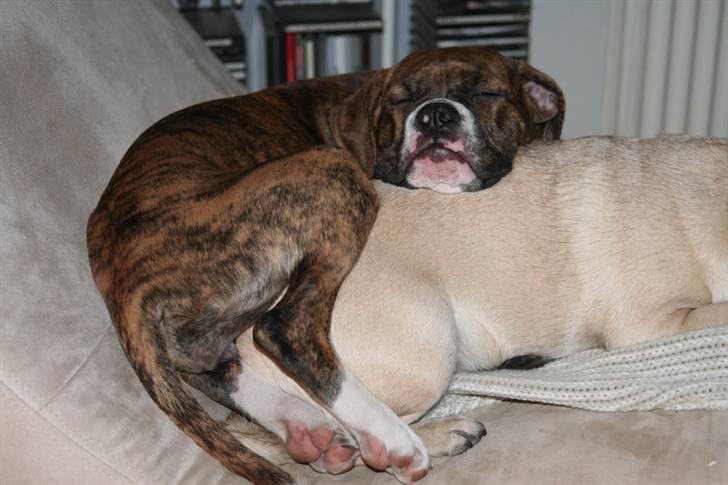 Olde english bulldogge Sally  - se bare trut og jeg vi hygger ... billede 10