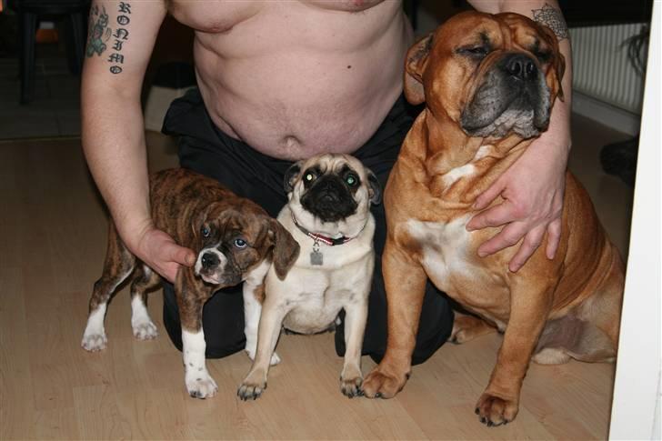 Olde english bulldogge Sally  - far trut og mig .. min far er nu skøn hva  billede 11