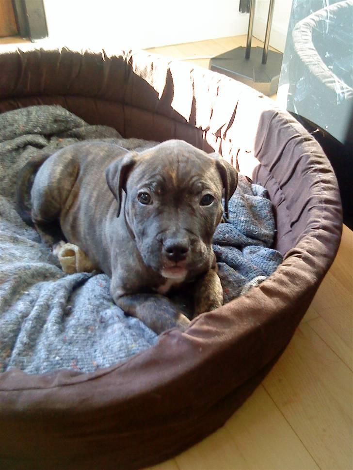 Amerikansk staffordshire terrier coco - coco slapper af i sin nye kurv... billede 17