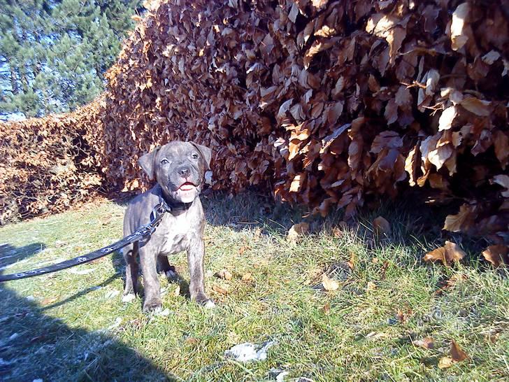 Amerikansk staffordshire terrier coco billede 18