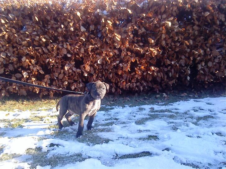 Amerikansk staffordshire terrier coco - jeg vil hjem nu.. hehe billede 19