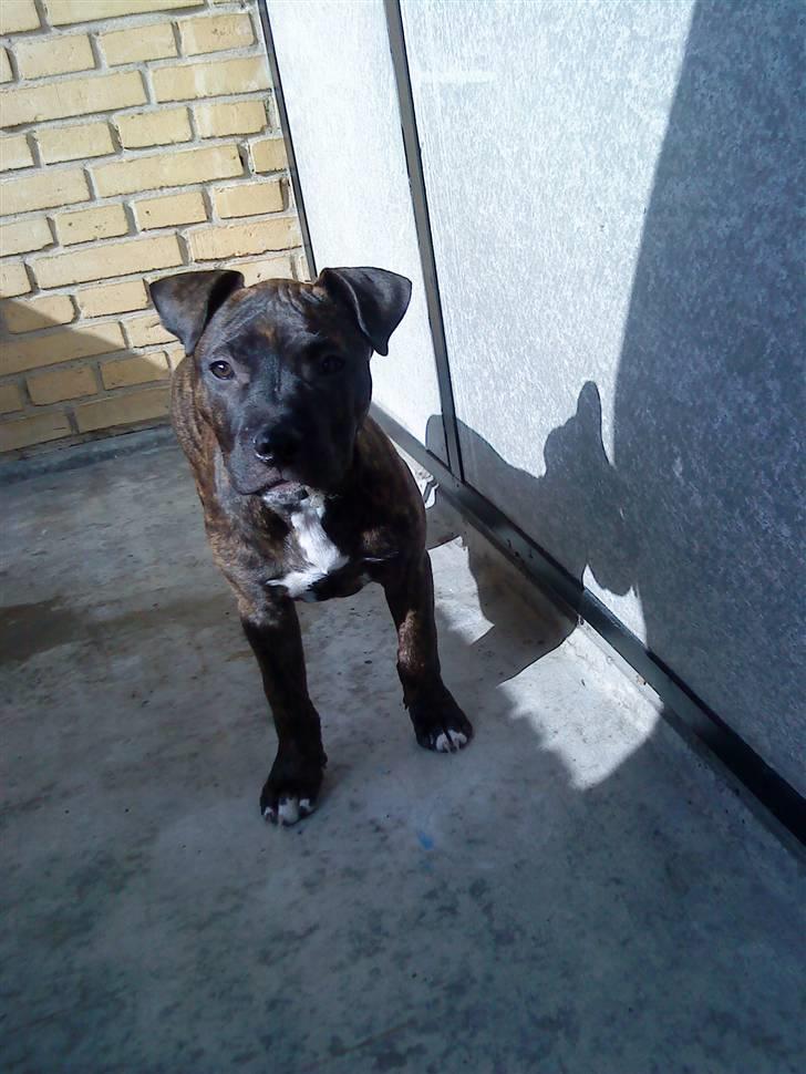 Amerikansk staffordshire terrier coco - coco 14 uger... billede 20