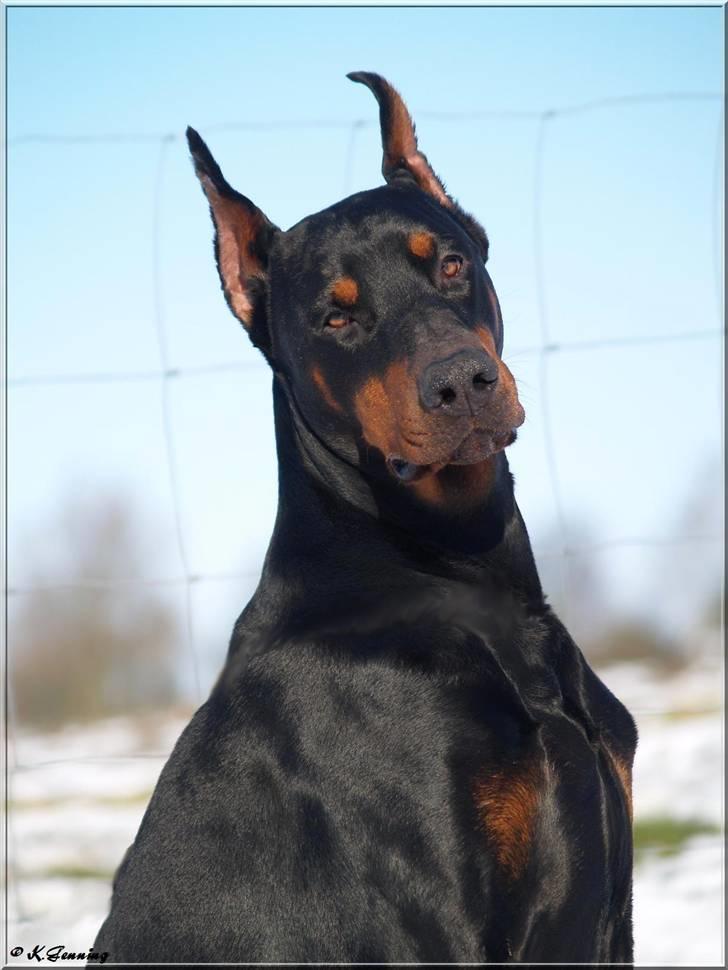Dobermann Nord Nimrod Od Telepa (R.I.P.) - Feb 2009 billede 19