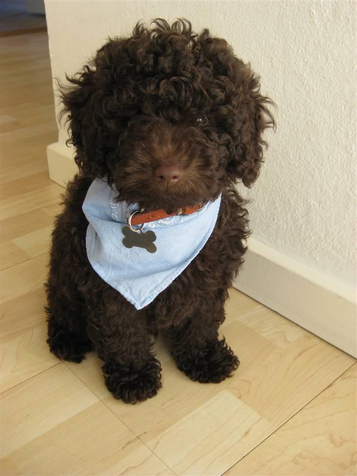 Dværgpuddel Per billede 1