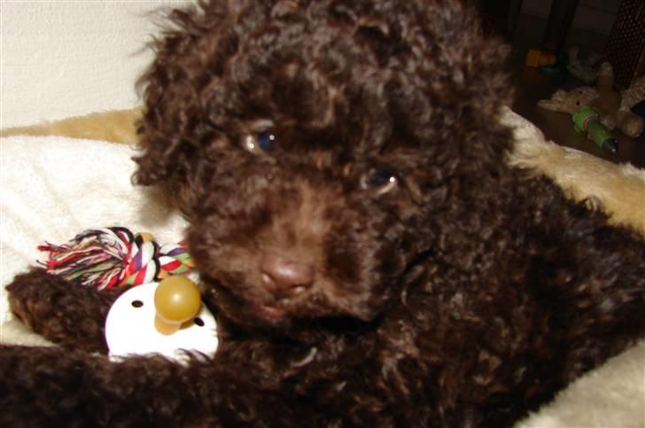 Dværgpuddel Per billede 2