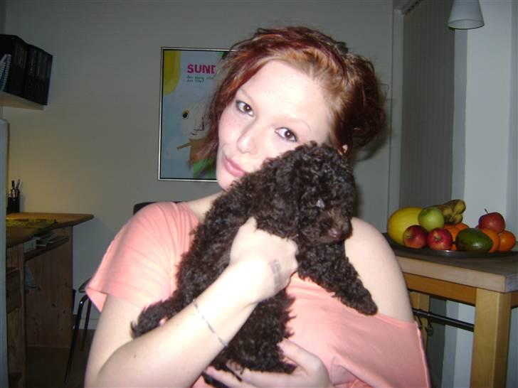 Dværgpuddel Per billede 3