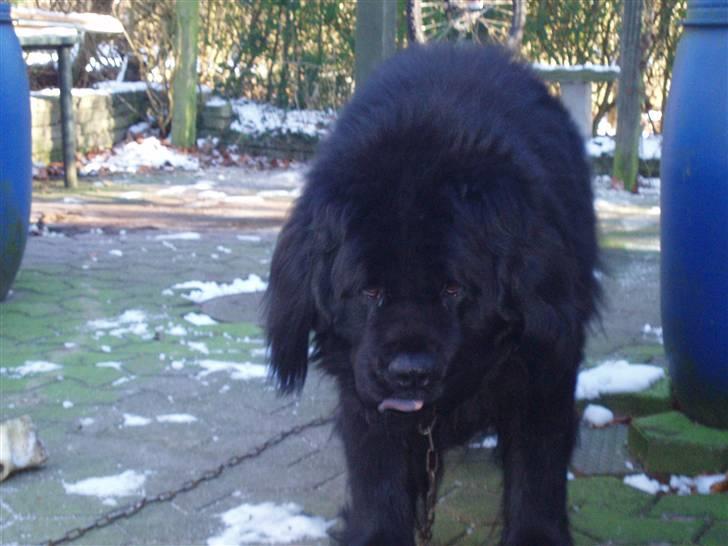 Newfoundlænder viktor billede 19