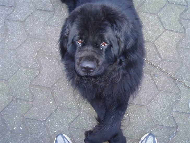 Newfoundlænder viktor billede 20