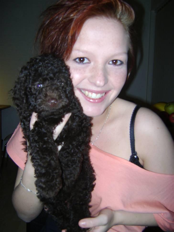 Dværgpuddel Per billede 4