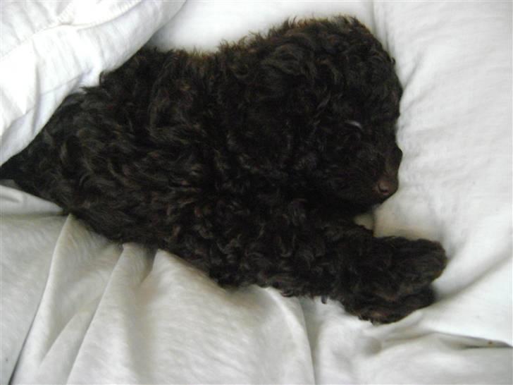 Dværgpuddel Per billede 5