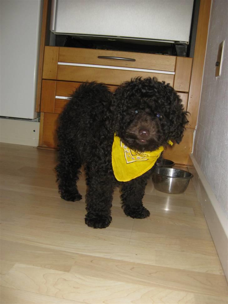 Dværgpuddel Per billede 6