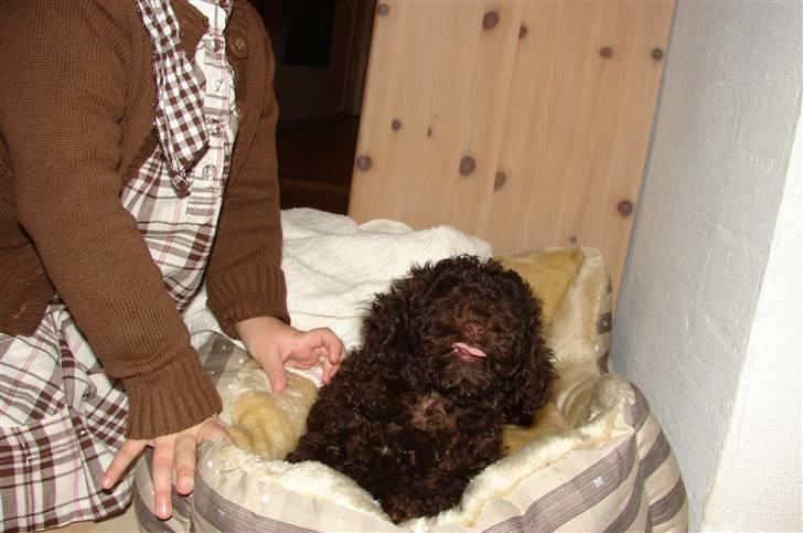 Dværgpuddel Per billede 7