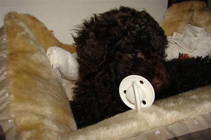 Dværgpuddel Per billede 8