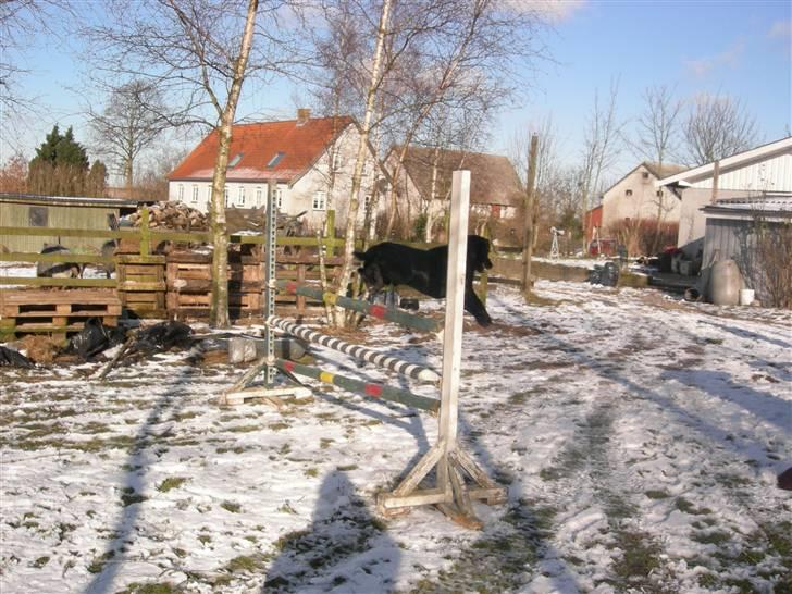 Blanding af racer Max - Så hopper vi (: - dette er langt fra det højeste vi kan, men vil ikke hoppe højere, for ´´vi´´ er ikke i form til det ! (: billede 13