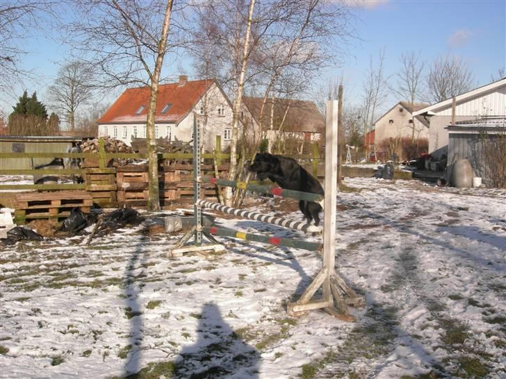 Blanding af racer Max - ´´er jeg lidt tung bagtil eller?? ´´ xD <3 billede 14