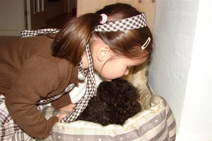 Dværgpuddel Per billede 9