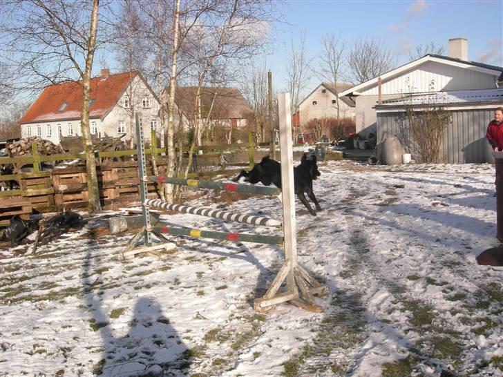 Blanding af racer Max - Bemærk hans ører :D billede 16