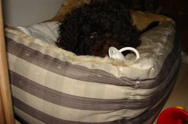 Dværgpuddel Per billede 10