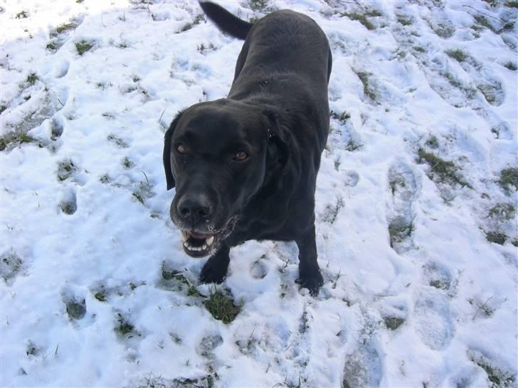 Blanding af racer Max - Halløjsa! billede 17