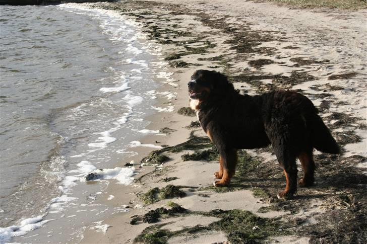 Berner sennenhund Bernhard - Dejligt med vind i pelsen :o) billede 9