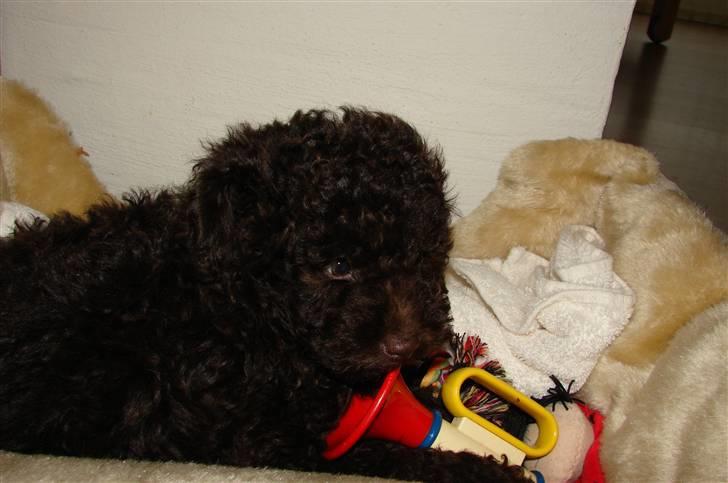 Dværgpuddel Per billede 11