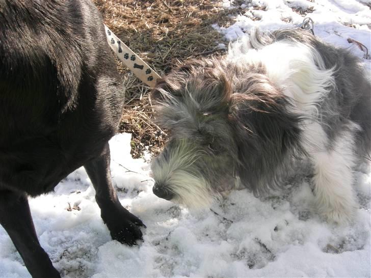 Blanding af racer Daisy - ´´hva er det der?´´ billede 13