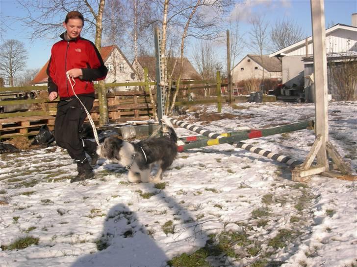 Blanding af racer Daisy - der er der liiiige en der er for langsom til at tage billedet :)  billede 15