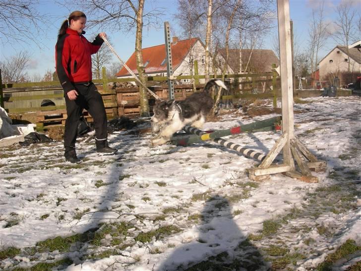 Blanding af racer Daisy - jeg syntes det her billede ser sjovt ud ;D billede 16